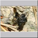 Trypoxylon figulus - Grabwespe 03c 10-14mm - OS-Wallenhorst-Tongrube-Lehmwand - det.jpg